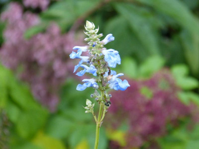 2015-10-09 Salvia uliginosa.jpg