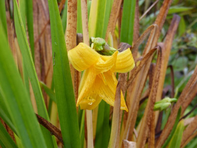 2015-10-09 Hemerocallis.jpg