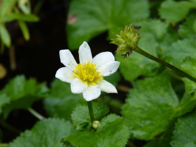 2015-10-09 Caltha palustris var. alba.jpg