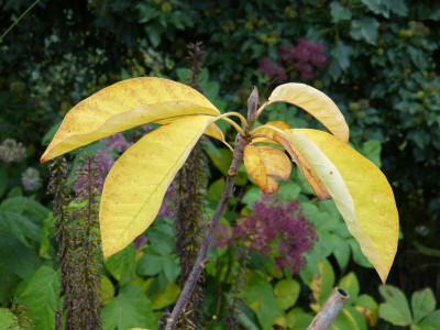 2015-10-09 Magnolia 'William Watson'.jpg