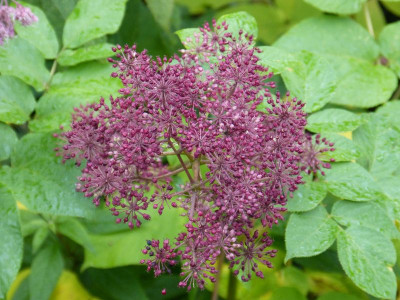 2015-10-09 Aralia californica.jpg