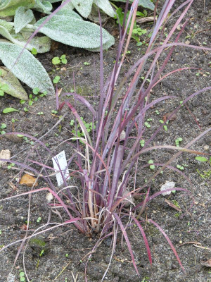 2015-10-09 Schizachyrium scoparium 'Red Frost'.jpg