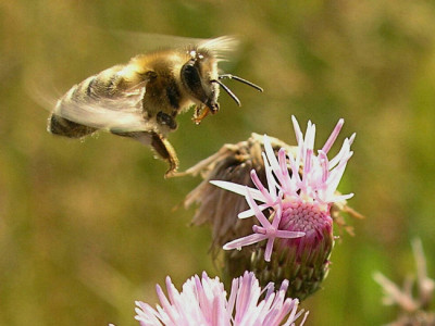 Biene-im-Anflug-2-k.jpg