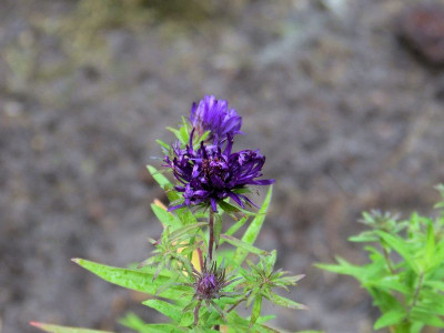 2015-10-09 Aster 'Büchter Nacht'.jpg