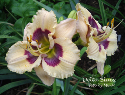 Imgp9711-DeltaB.jpg