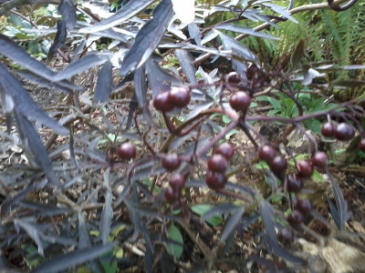 2015-10-09 15.08.05.jpg
