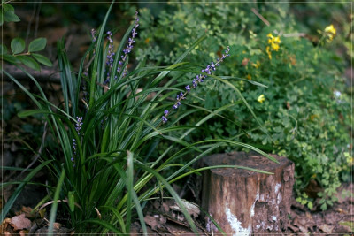 Okt2015 -Liriope-600px.jpg