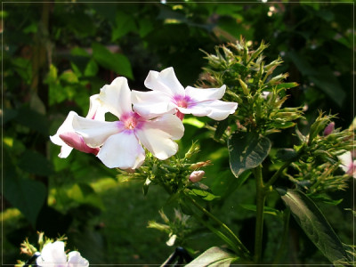 Okt2015 -Phlox weißrosa-600px.jpg