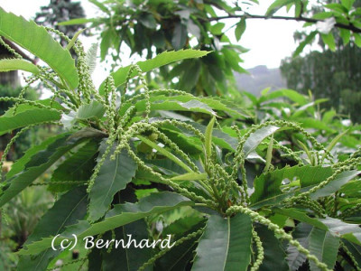 castanea_sativa_bluete_1.jpg