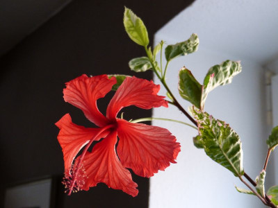 2015-10-10 Hibiscus 'Cooperi'.jpg