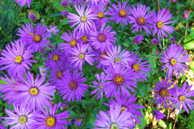 Aster amellus Butzemann.jpg