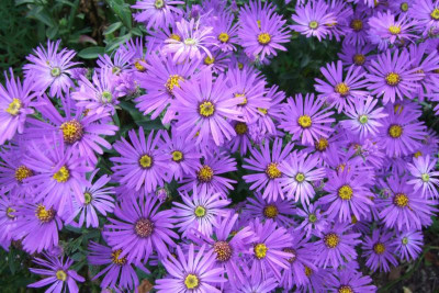Aster amellus Veilchenkönigin.jpg