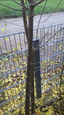 nerviger Baum 3.jpg