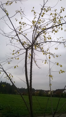 nerviger Baum 2.jpg