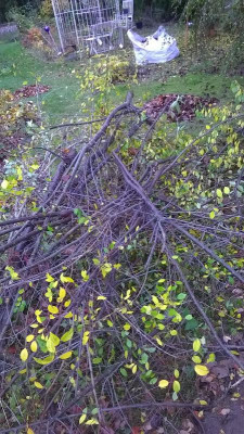 nerviger Baum 4.jpg