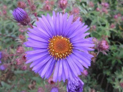 novae angliae B Blue.jpg