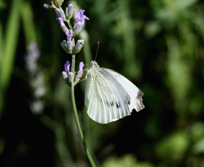 Kohlweiling-auf-Lavendel.jpg