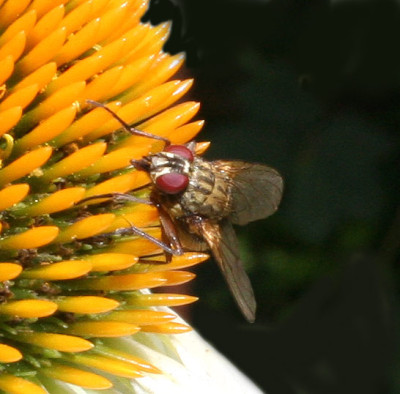 Fliege-auf-Sonnenhut-2.jpg