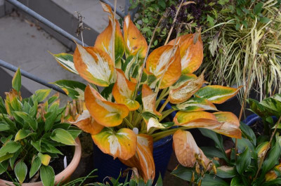 Hosta-Revolution.15-3.jpg