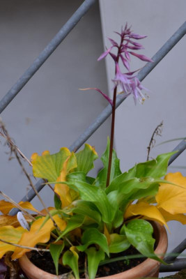 Hosta-RaspberrySorbet.15-2.jpg