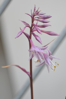 Hosta-RaspberrySorbet.15-1.jpg