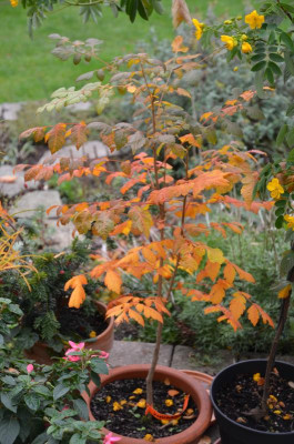Koelreuteria_paniculata.15-1.jpg