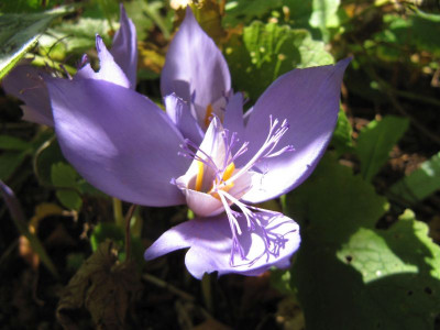 Crocus banaticus 151003.jpg