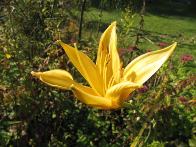 Hem 'Autumn Minarett' 151003.jpg