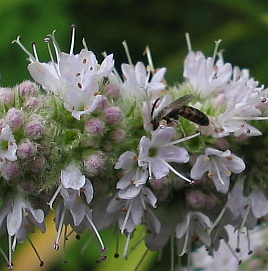 winzige_Biene_06_08_09.jpg