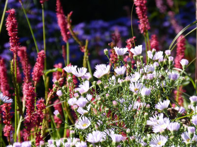 2015-10-11 Gartenimpressionen 2.jpg