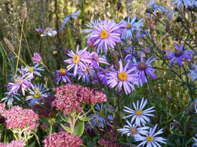 2015-10-11 Gartenimpressionen 3.jpg