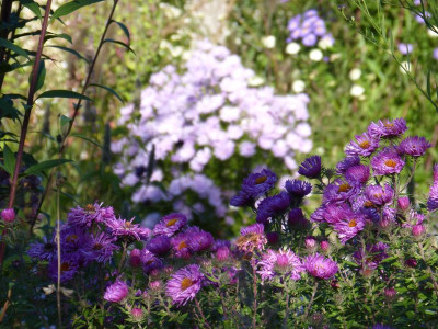 2015-10-11 Gartenimpressionen 4.jpg