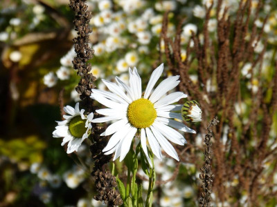 2015-10-11 Gartenimpressionen 5.jpg