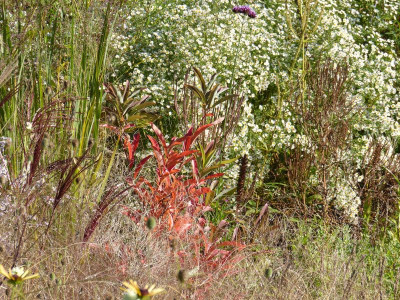 2015-10-11 Gartenimpressionen 6.jpg