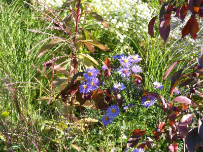 2015-10-11 Gartenimpressionen 7.jpg