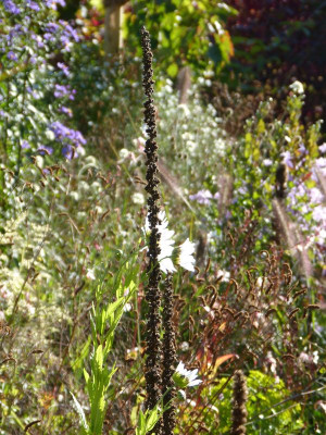 2015-10-11 Gartenimpressionen 9.jpg