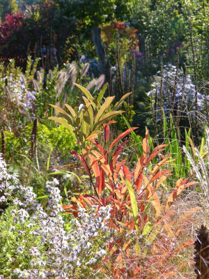 2015-10-11 Gartenimpressionen 10.jpg