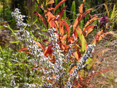 2015-10-11 Gartenimpressionen 11.jpg
