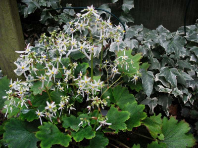 Sax. cortusifolia var. fortunei   ...  7.10.15 048.jpg
