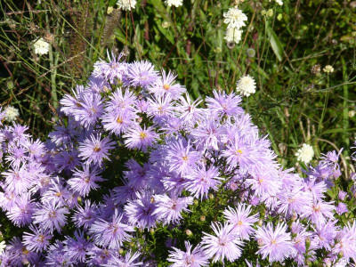 2015-10-11 Aster 1.jpg