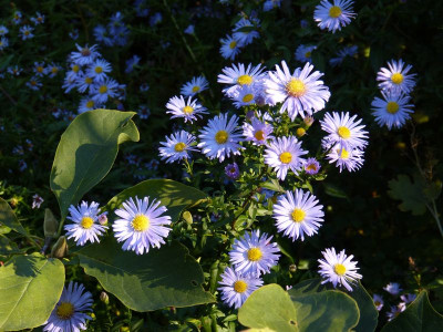 2015-10-11 Aster 'Altweibersommer'.jpg