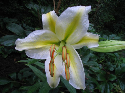 Lilium_auratum_fars_2006.jpg