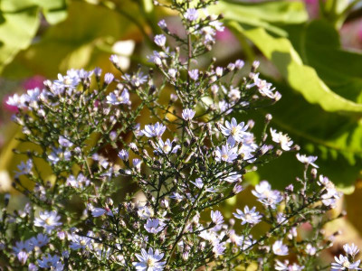 2015-10-11 Aster cordifolius 'Ideal'.jpg