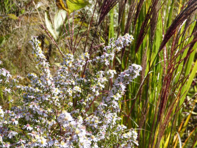 2015-10-11 Aster 'Erlkönig'.jpg