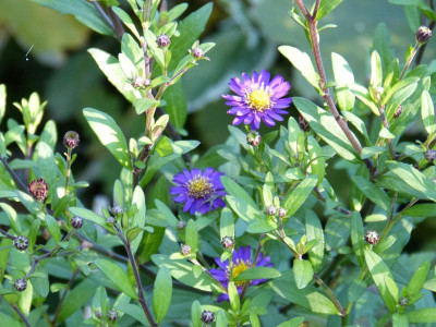 2015-10-11 Aster 'Ezo Murasaki'.jpg