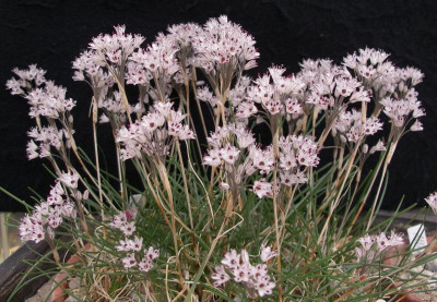 Allium callimischon var. haemostictum a 11.10.15.JPG
