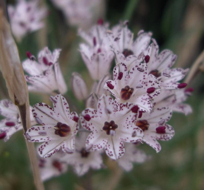 Allium callimischon var. haemostictum b 11.10.15.JPG