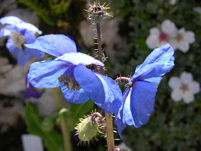 Meconopsis_horridula_-_Schachen.JPG