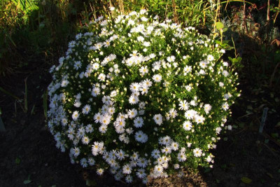 2015_1011Asternmorgen0060.JPG