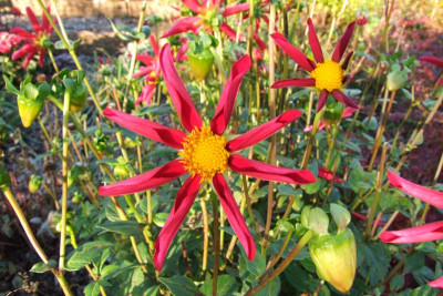 2015_1011Asternmorgen0036.JPG